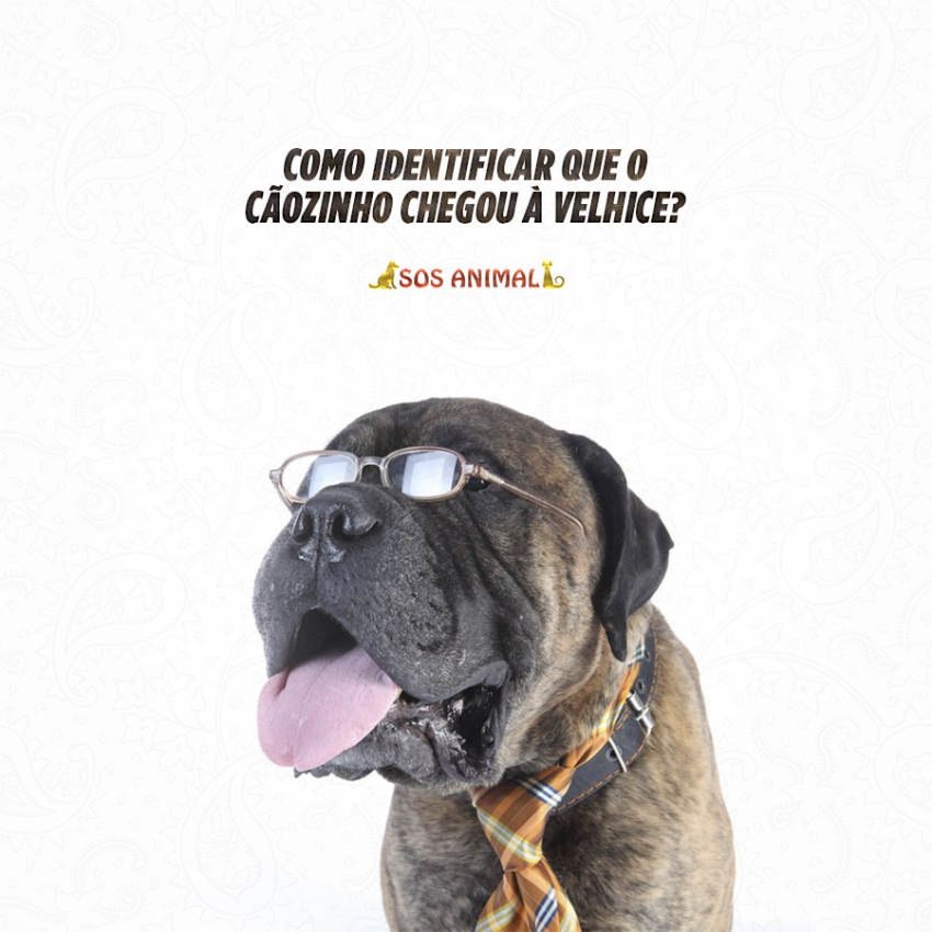 Como identificar que o cãozinho chegou à velhice?