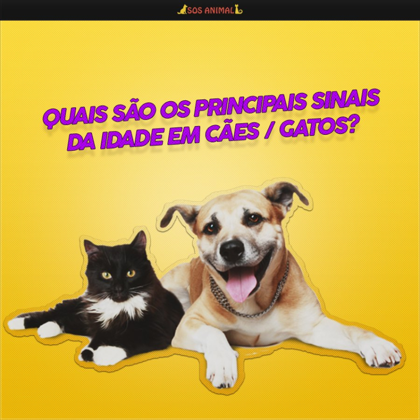 Quais são os principais sinais da idade em cães / gatos?