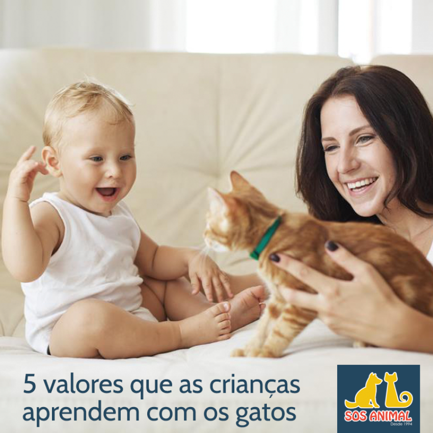 5 valores que as crianças aprendem com os gatos