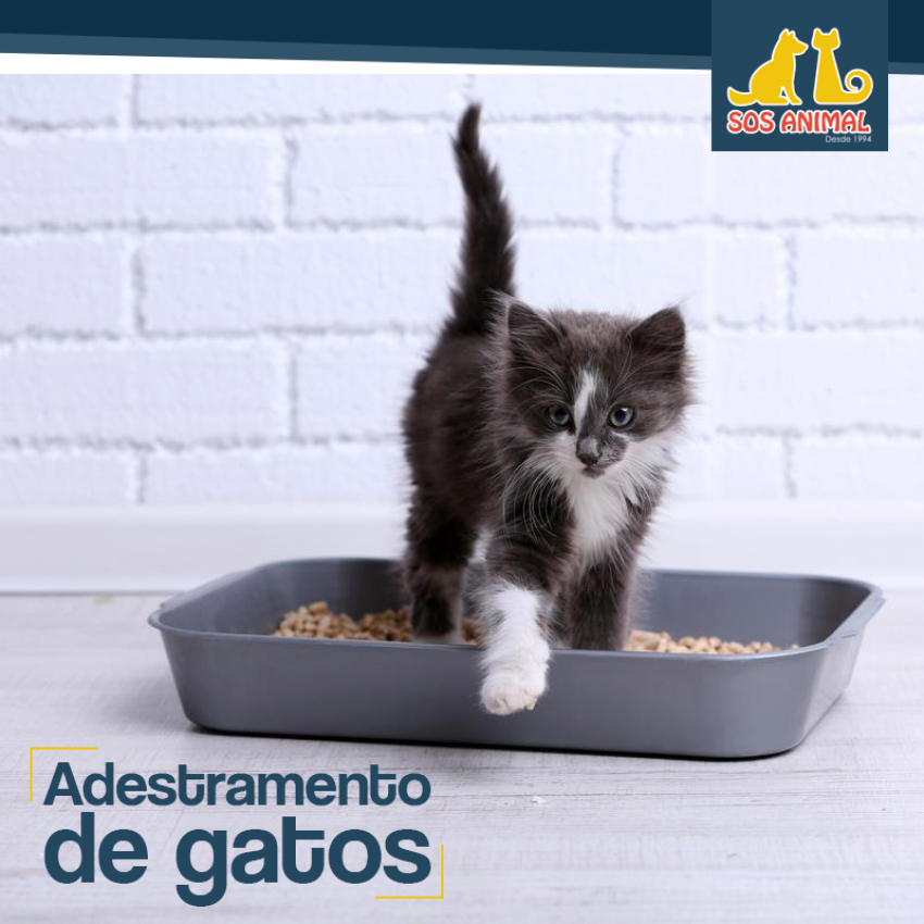 Adestramento de gatos