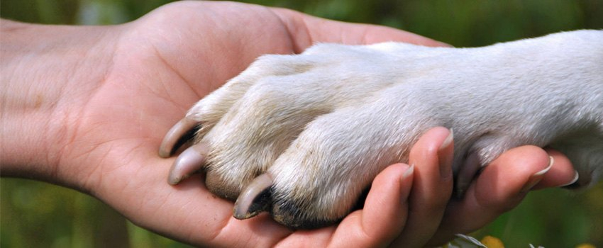 A Lealdade De Um Cão