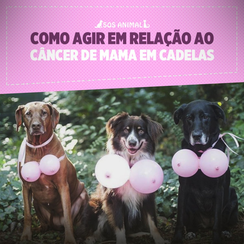 Como agir em relação ao câncer de mama em cadelas